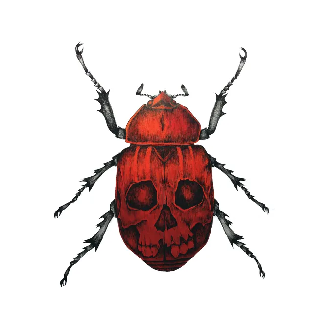 https://hannahhorn.com/wp-content/uploads/coleoptera_Red-Beetle_670.png